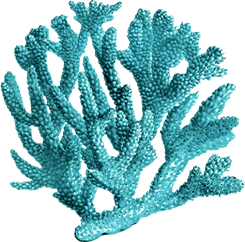 coral aqua design element