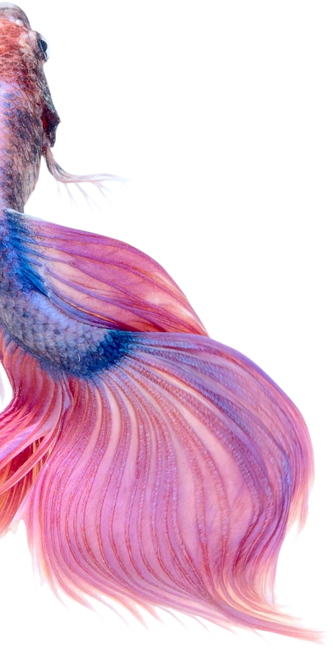 purple fish aqua design element