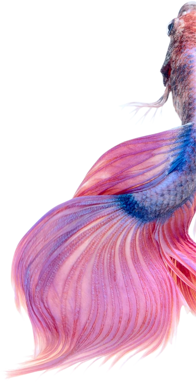 purple fish aqua design element