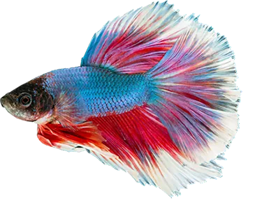fish aqua design element