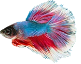 fish aqua design element